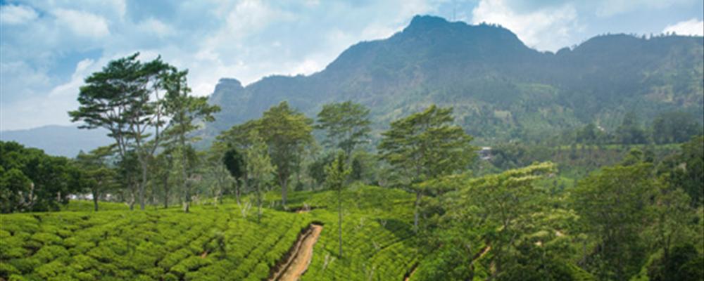 sri lanka countryside to coast